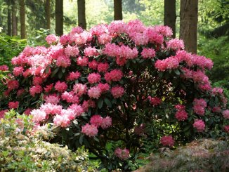 Rhododendron im RHodopark Gristede der Baumschule Bruns