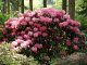 Rhododendron im RHodopark Gristede der Baumschule Bruns