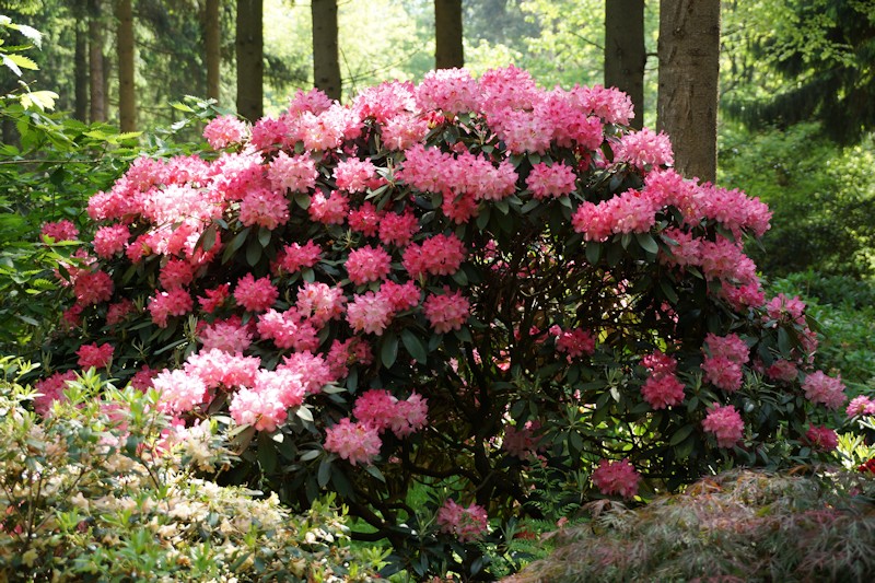 Rhododendron im RHodopark Gristede der Baumschule Bruns