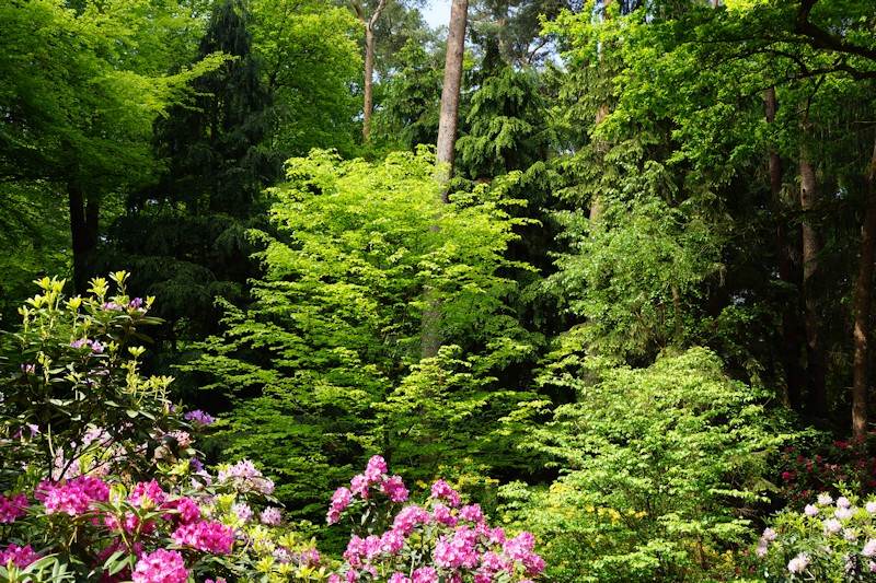 Grüne Natur in Grisetde