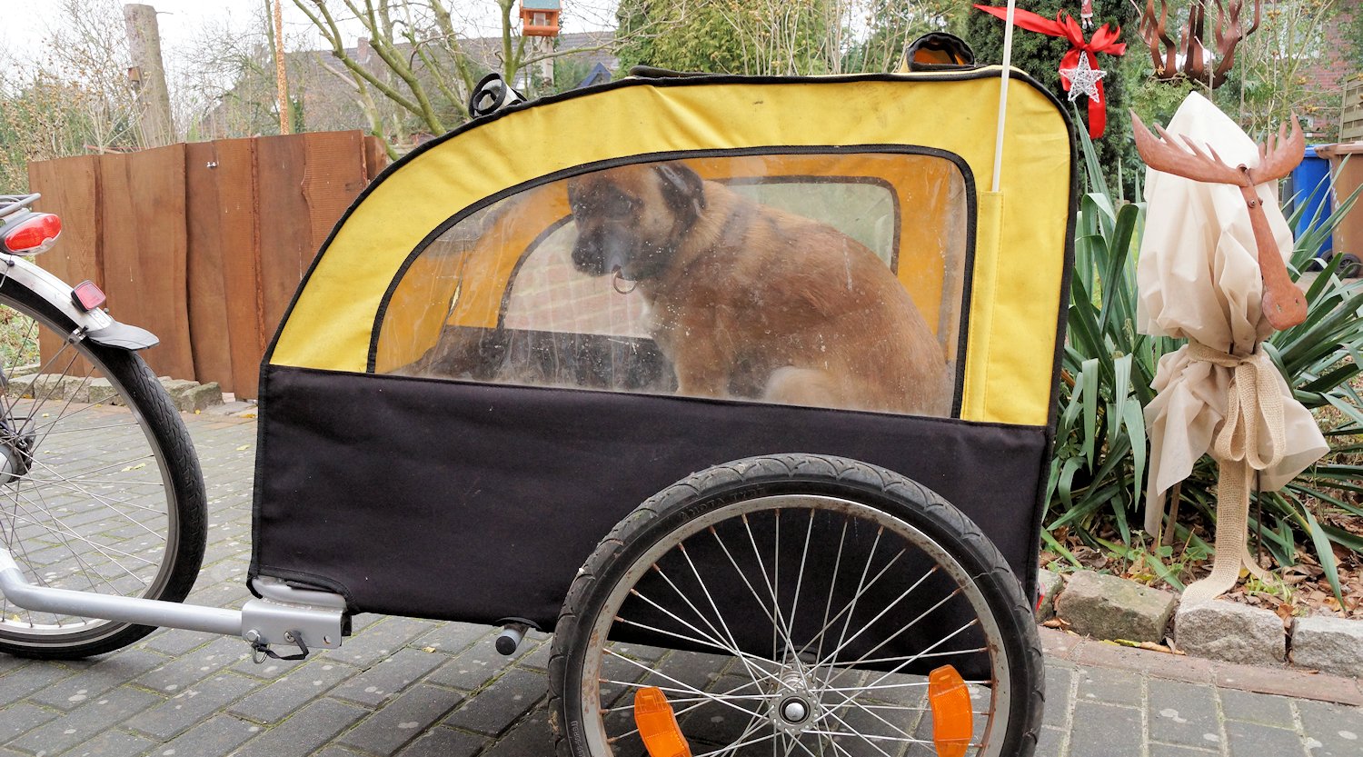 Hundefahrradanhänger mit Hund