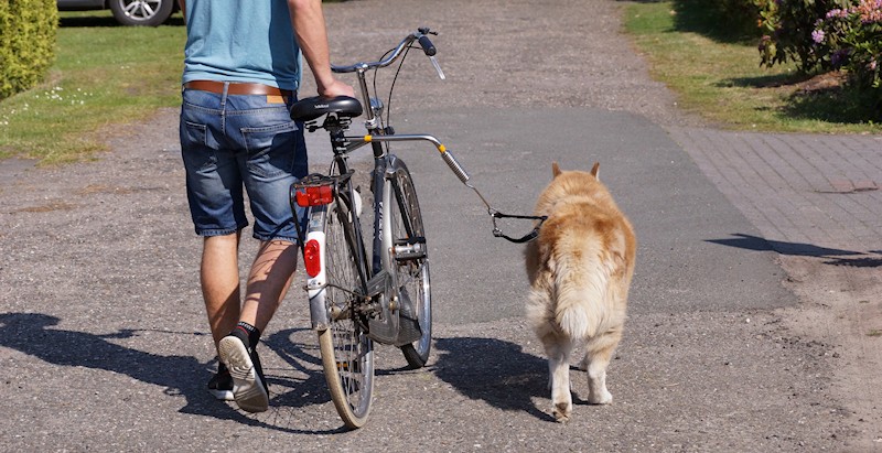 mængde af salg Minde om kulstof Fahrradfahren mit Hund - Tipps und Tricks, so geht es