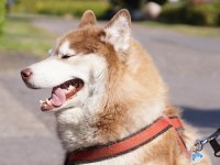 Fahrradfahren mit Hund – Darauf sollte man achten Fahrradfahren mit Hund – Darauf sollte man achten