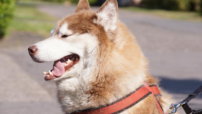 Fahrradfahren mit Hund – Darauf sollte man achten Fahrradfahren mit Hund – Darauf sollte man achten