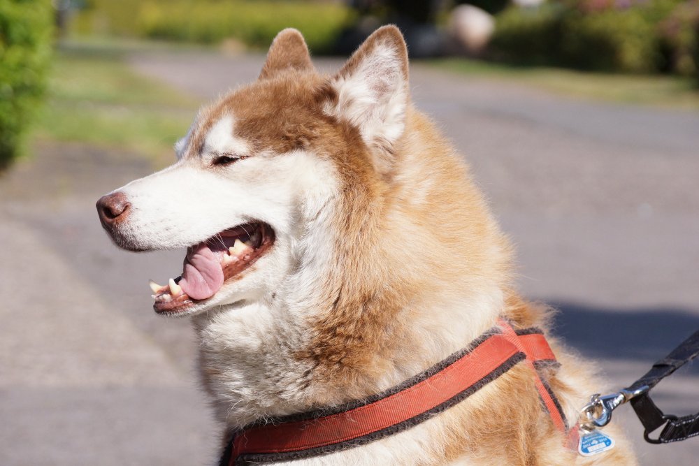 Fahrradfahren mit Hund - Malamut mit Brustgeschirr