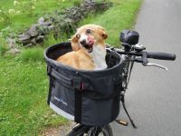 Fahrradkorb für Schultaschen / Schulranzen im Test