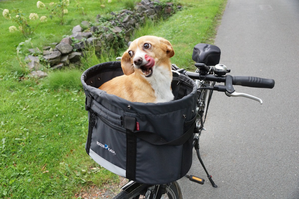 Fahrradkorb für Hunde Test Fahrradkorb für Hunde Test