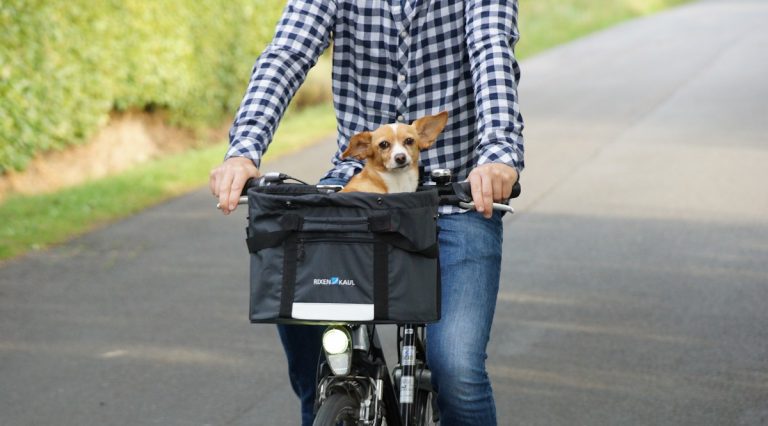 Fahrradanhänger für Hunde Darauf kommt es auch 2020 an