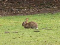 Hase auf Wiese