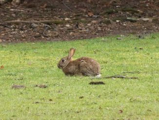 Hase auf Wiese