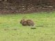 Hase auf Wiese