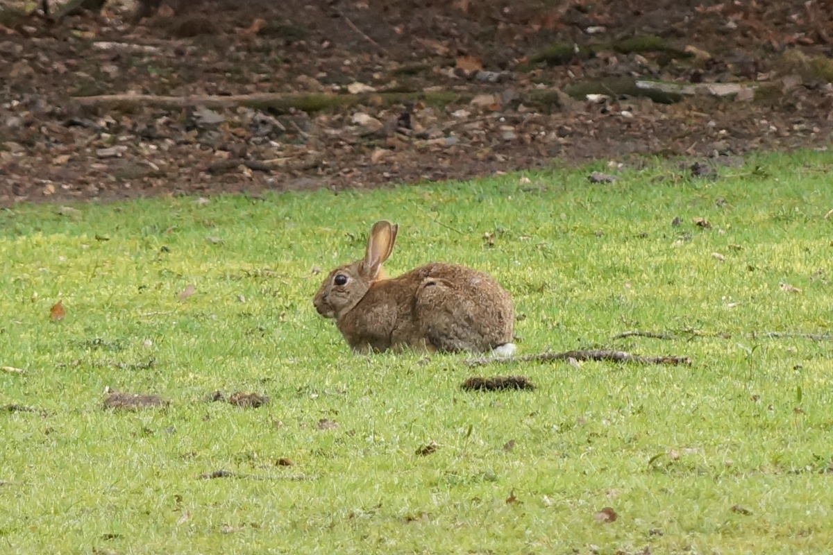 Hase auf Wiese Hase auf Wiese