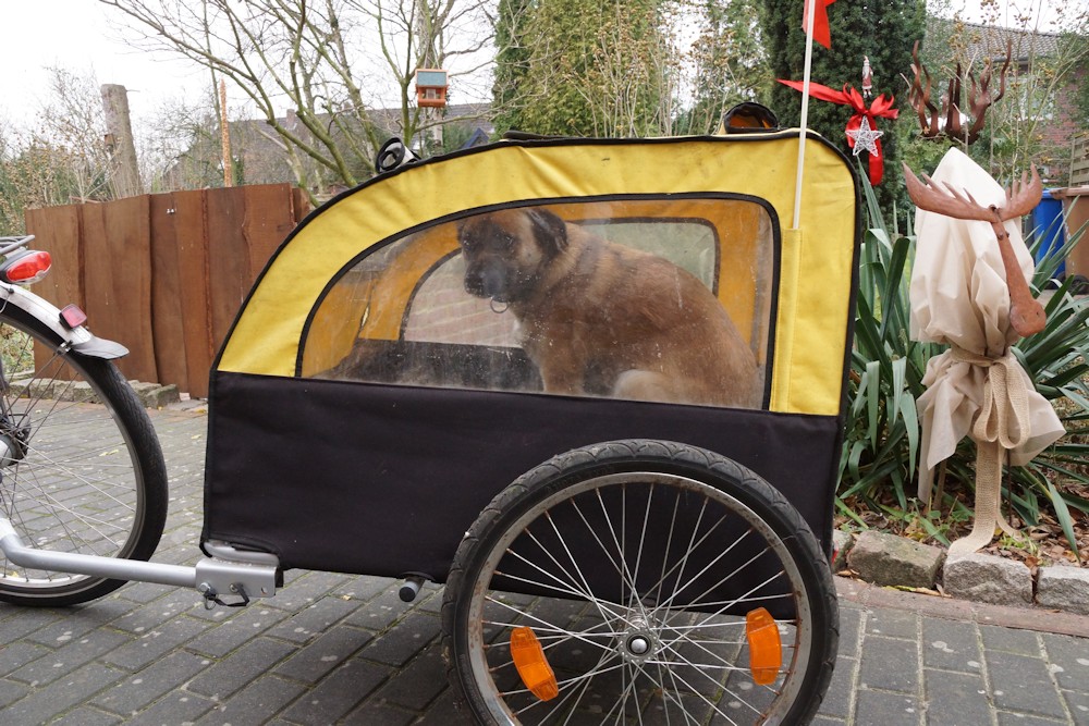 Fahrradanhänger für Hunde im Test