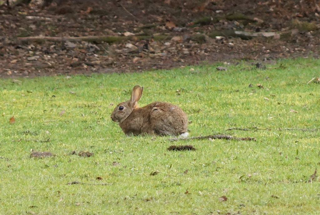 Osterhase auf der Wiese