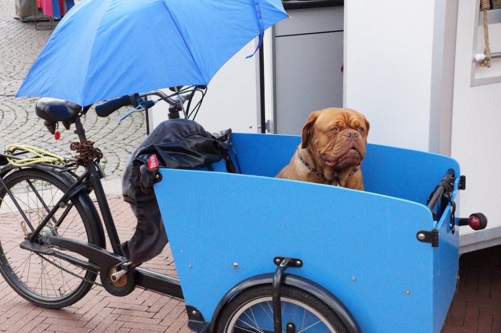 Lastenfahrrad für Hunde