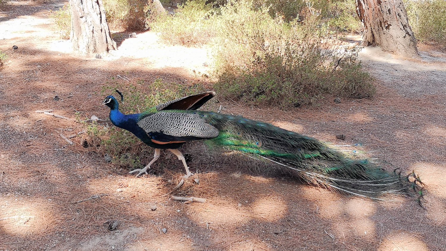 Pfau Plaka Kos